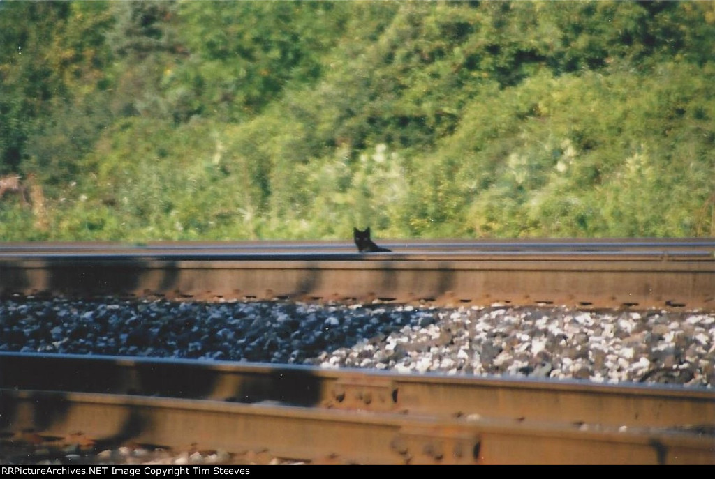 Cat on the Tracks